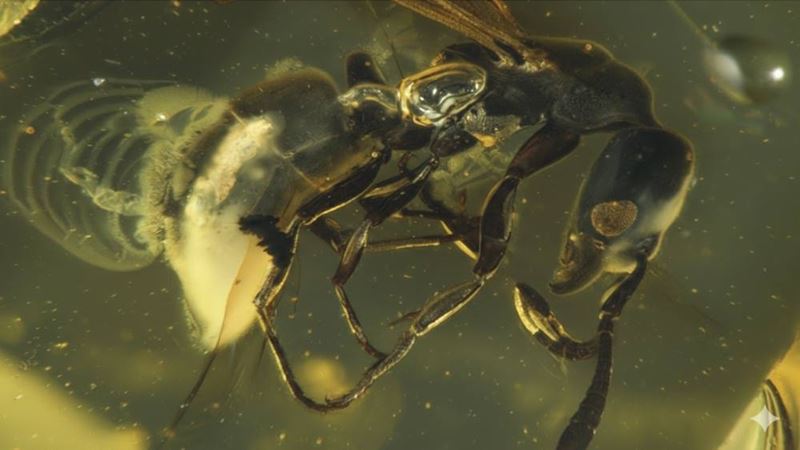 Bola nájdená 16 miliónov rokov stará mravčia kráľovná v jantári